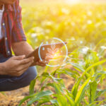 Kartoffeln zwischen Ertrag und Aufwand